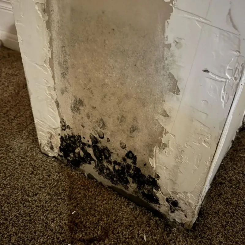 Professional Mold Removal in Belmont, VA